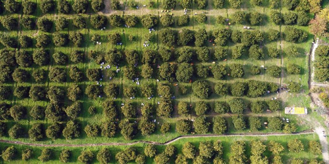 Sabah mesai başlıyor, tek tek toplanıyor! Kilosu 15 TL: Günlük ürün 500 tonu geçiyor 1